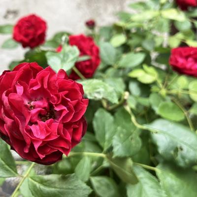 関連画像 関連画像