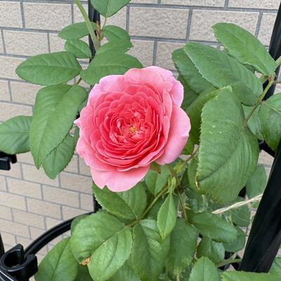 タカショー展示会に行ってきました!関連画像 タカショー展示会に行ってきました!関連画像