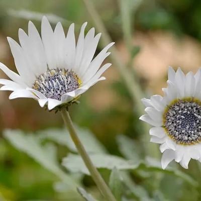 おかげさまで20周年関連画像 おかげさまで20周年関連画像