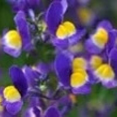 薫風の5月関連画像 薫風の5月関連画像