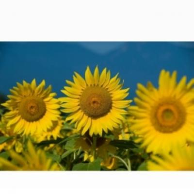 han0219-049 han0219-049