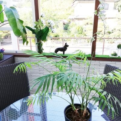 ココマ3 ココマ3