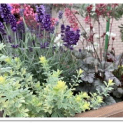 20210519花壇のロータスブリムストーン 20210519花壇のロータスブリムストーン