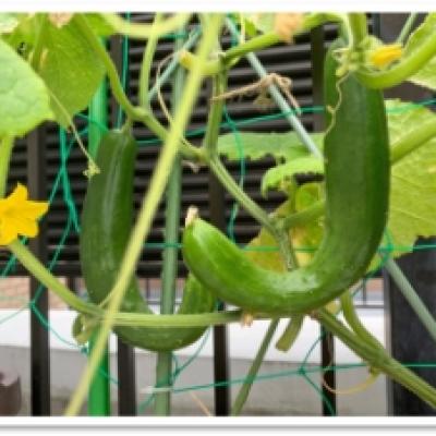 20210625家庭菜園のきゅうり 20210625家庭菜園のきゅうり