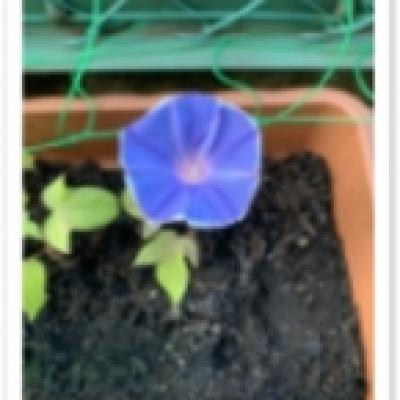 IMG_6720 (1) IMG_6720 (1)