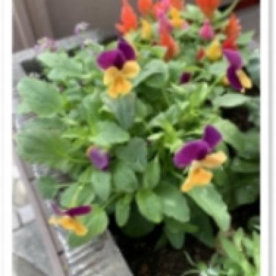 アフター アフター