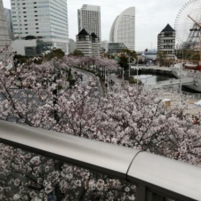 IMG_20220327_114232 IMG_20220327_114232