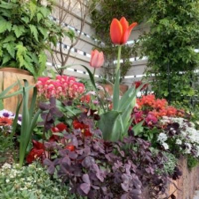 20220415春の花壇 20220415春の花壇