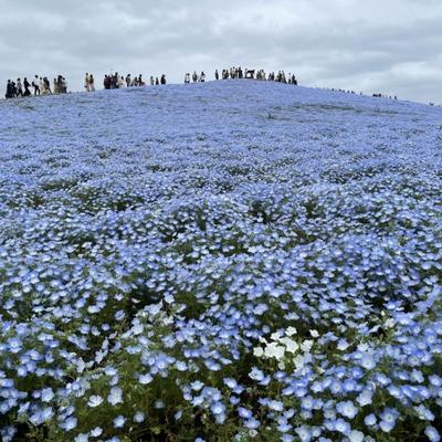 S__16932876 S__16932876