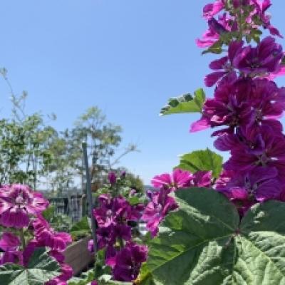 20220530ウスベニアオイ 20220530ウスベニアオイ