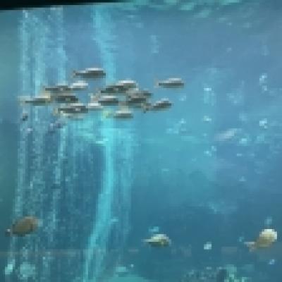 9B42AD98-B23E-4059-9BF4-0AA22C5441F0 9B42AD98-B23E-4059-9BF4-0AA22C5441F0