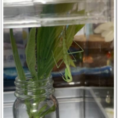 カマキリ カマキリ