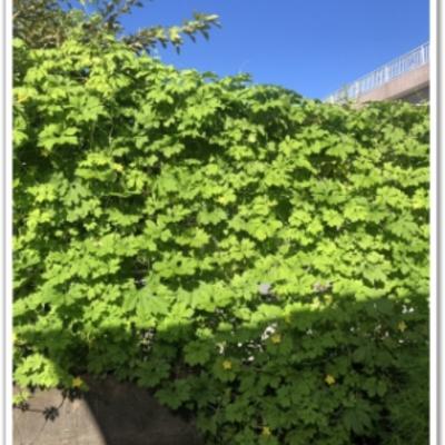 S__43851946_0 S__43851946_0