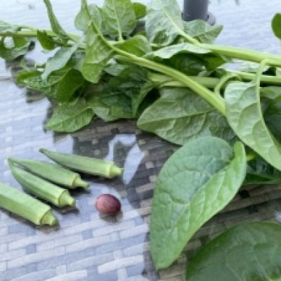 20230922収穫した野菜 20230922収穫した野菜