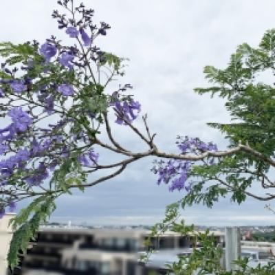 20240624数年ぶりのジャカランダの花 20240624数年ぶりのジャカランダの花