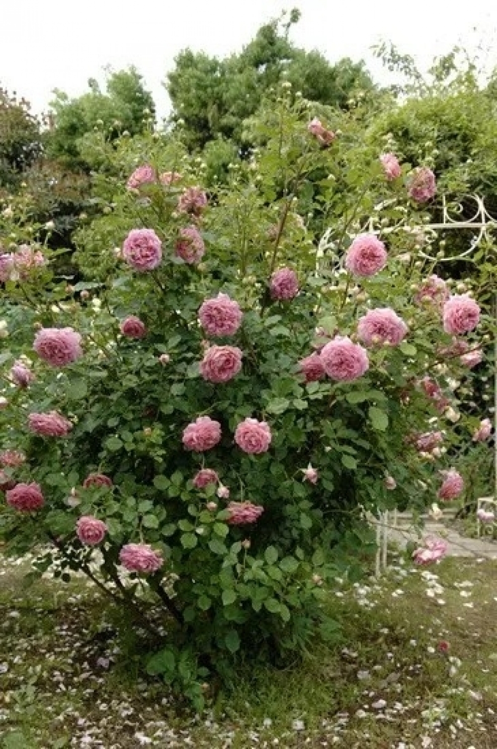 ワイドアルミ感謝祭　11月8日（土）関連画像