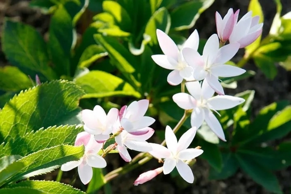 �մֶᡪ��Ϣ����