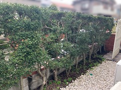 �����ͥ��󥱡���